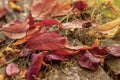 Fallen autumn leaves, red and yellow on an old wooden board. Royalty Free Stock Photo