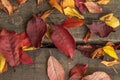 Fallen autumn leaves, red and yellow on an old wooden board. Royalty Free Stock Photo