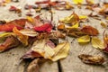 Autumn Rhapsody. Royalty Free Stock Photo