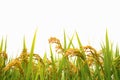 Autumn rice field