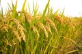 Autumn rice field Royalty Free Stock Photo