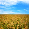 Autumn rice field Royalty Free Stock Photo