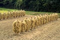 Autumn rice field Royalty Free Stock Photo