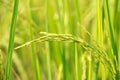 Autumn rice field Royalty Free Stock Photo