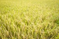 Autumn rice field Royalty Free Stock Photo