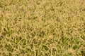 Autumn rice field in north italy Royalty Free Stock Photo
