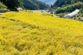 Autumn rice field Royalty Free Stock Photo