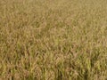 Autumn rice field texture Royalty Free Stock Photo