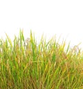 Autumn rice field Royalty Free Stock Photo