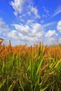 The autumn rice fields Royalty Free Stock Photo