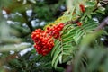 Autumn ripe clusters of wild mountain