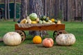 Autumn ripe harvest of pumpkins, squash, zucchini on a wooden cart Royalty Free Stock Photo