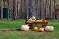 Autumn ripe harvest of pumpkins, squash, zucchini on a wooden cart Royalty Free Stock Photo