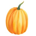 Autumn ripe orange pumpkin on isolated white background, watercolor illustration, hand drawing Royalty Free Stock Photo