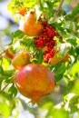 Autumn Ripe Pomegranates On A Branch Sunny Day Royalty Free Stock Photo