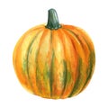 Autumn ripe pumpkin on isolated white background, watercolor illustration, hand drawing Royalty Free Stock Photo
