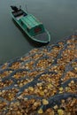 Autumn on river