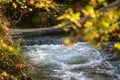 Autumn river creek stream in woods. Forest trees landscape woodland fall.