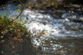 Autumn river creek stream in woods. Forest trees landscape woodland fall.