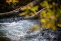 Autumn river creek stream in woods. Forest trees landscape woodland fall.