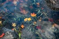 Autumn, river, autumn leaf fall, water, forest Royalty Free Stock Photo