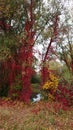 Autumn, riverbank