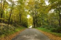 Autumn Road