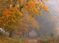 Autumn road