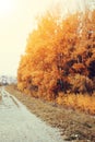 Autumn road along the forest belt with poplars