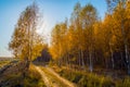 Autumn road along the yellow trees. Royalty Free Stock Photo