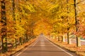 Autumn road