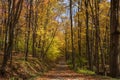 Autumn road covered in leaves Royalty Free Stock Photo