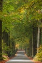 Autumn road in Dutch national park Veluwe