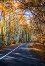 Autumn Road Royalty Free Stock Photo