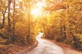 Autumn road in forest, sun rays, yellow fallen leaves, peace and quiet.