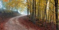 Autumn road