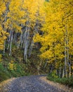 Autumn road on Kebler Pass in the Rocky Mountains of Colorado Royalty Free Stock Photo