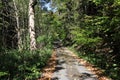 Autumn road leading through the forest. Marked hiking trail. Fallen leaves on a forest road. Royalty Free Stock Photo