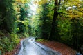 Autumn road: a view of a full of colours autumn leaves in a beautiful forest