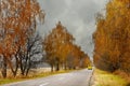 Autumn road among yellow trees