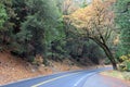 Autumn Road in Yosemite (CA 0618