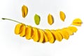 Autumn Robinia pseudoacacia leaves on a white background