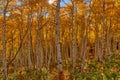 autumn in the rocky mountains of Colorado. Kebler Pass near Crested Butte, Colorado Royalty Free Stock Photo