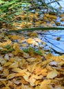 Autumn - Romania - Gurahont dendrological park Royalty Free Stock Photo