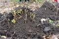 Autumn rose care and winterizing. Mounding pruned roses with soil and mulch to protect rose bush from hard frosts in winter