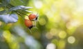 Autumn rose hip bokeh background