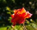 Autumn rose lit by the sun.Yellow pink rose flower. Royalty Free Stock Photo