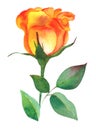 Autumn rose watercolour drawing, isolated on a white background