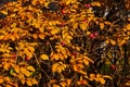 autumn rosehip Bush with yellow leaves and red berries Royalty Free Stock Photo