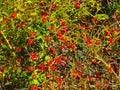 Autumn rosehip shrub, Rila Mountain, Bulgaria
